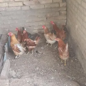 towuk guzlayjy