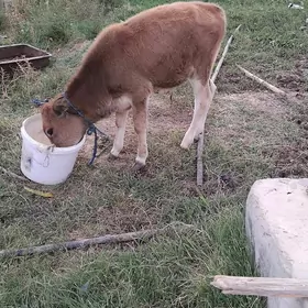 ökuz