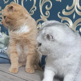 Шотландские скоттиш