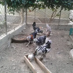 karlik towuklar