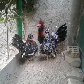 karlik towuk