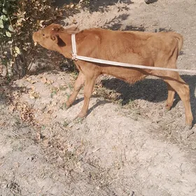 öküzçe
