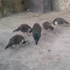Tawus guşy