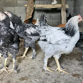 balgar juje