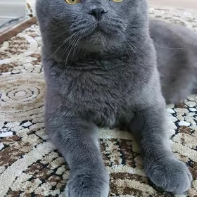 Кот