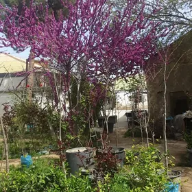 Baglar