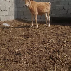 kokuzce we tuwe