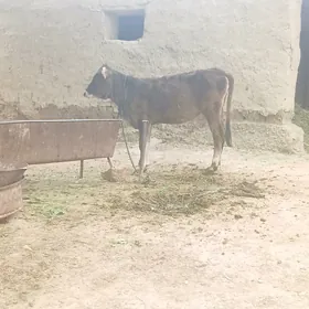 TÙWE