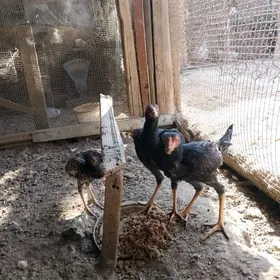 Жуйже