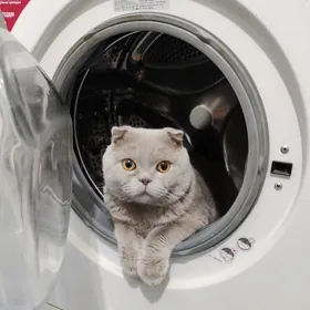 Коты