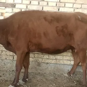 Gysyr Sygyr