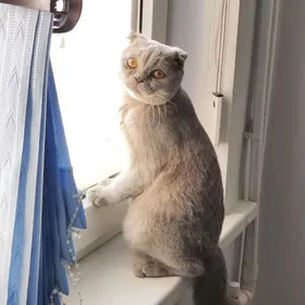 Кот