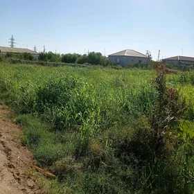 gul nahal