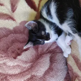 котёнок