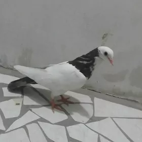 Kepderi