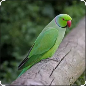 попугай ажыреливый