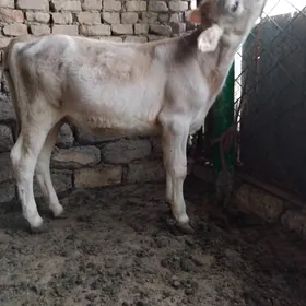 TÜWE ŞWES TOHIM MAL