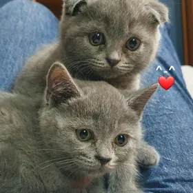 Шотландские котята