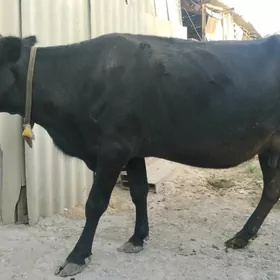 sygyr