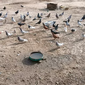 kepderi