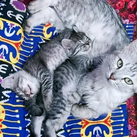 котята