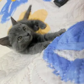 британский парода