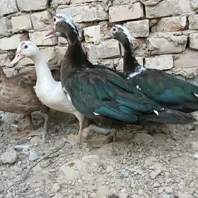 INDAUTKA