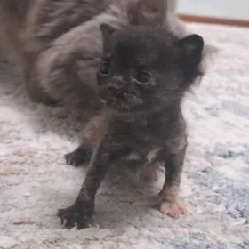 котёнок девочка