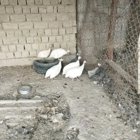 sisarka kakilik