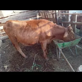 GULAJYN BAKYLAN