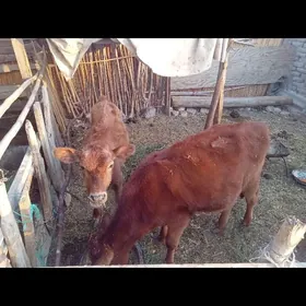 GULAJYNLAR