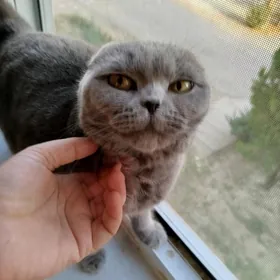 в добрые руки