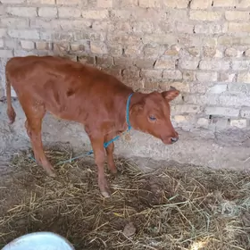 saglyk sygyr ve gunajyn