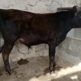 ökūz