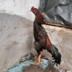 Kürk towuk ili induk gerek