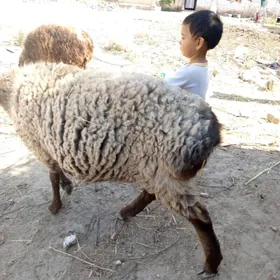 GISAR GOYUN VE GOÇ