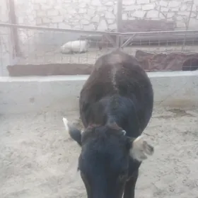ardana 1 yasan