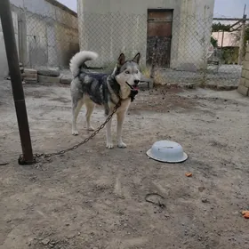 hakki