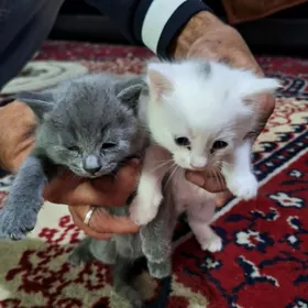котята
