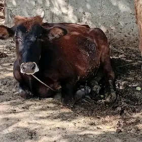 Bakilan tuwe