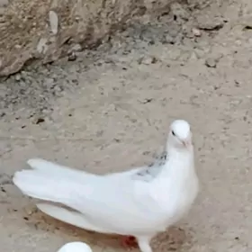 Kepderi