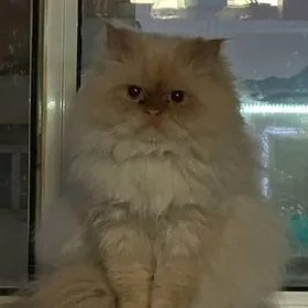персидский кот