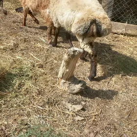 GOÇ