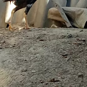 taşkent horoz