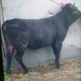 Ökuz