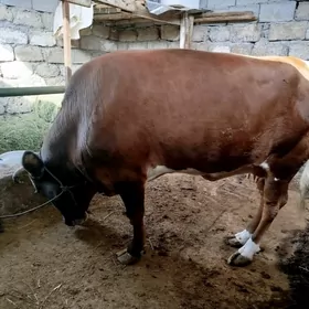 BAKYLAN SYGYR