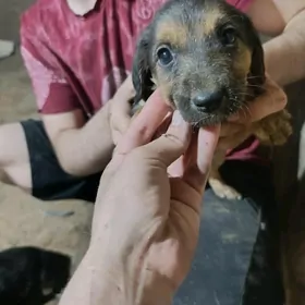 Собачки