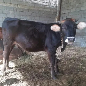 tüwe