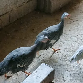 kisarka