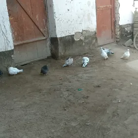 kepderi